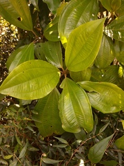 Miconia trauninensis