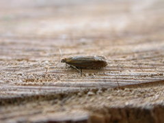 Lathronympha strigana