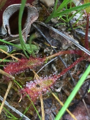 Drosera linearis