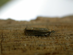 Lathronympha strigana