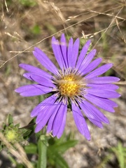 Eurybia spectabilis