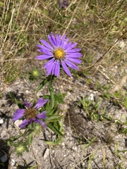 Eurybia spectabilis