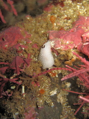 Cadlina limbaughorum