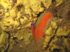 Lythrypnus dalli