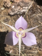 Calochortus macrocarpus macrocarpus