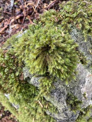 Racomitrium lawtonae