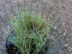 Avellara fistulosa