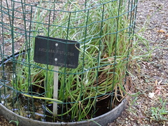 Avellara fistulosa