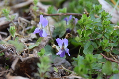 Viola hondoensis