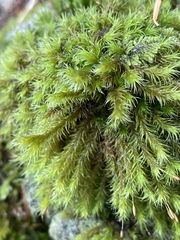 Racomitrium lawtonae