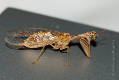 Mantispa styriaca