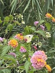 Pieris cheiranthi