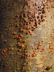 Cryphonectria parasitica