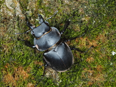 Neolucanus