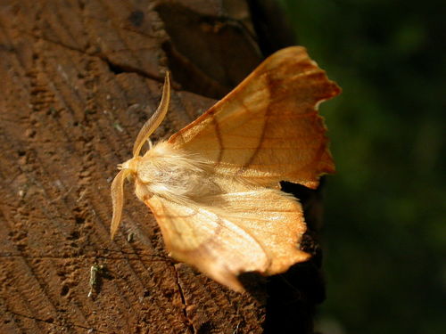 Dusky Thorn, Gladsaxe Municipality, Hovedstaden, Denmark, photo 10 of 10