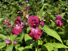 Impatiens glandulifera