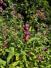 Impatiens glandulifera
