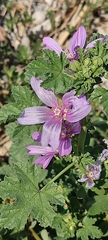 Malva sylvestris