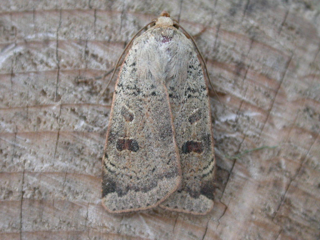 Lesser Yellow Underwing