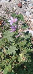 Malva sylvestris