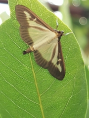 Cydalima perspectalis