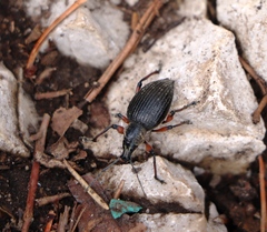 Dodecastichus geniculatus