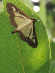 Cydalima perspectalis