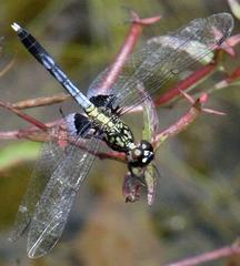 Erythrodiplax basalis