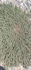 Euphorbia prostrata