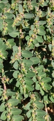 Euphorbia prostrata