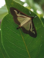 Cydalima perspectalis