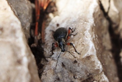 Dodecastichus geniculatus