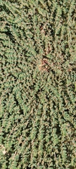 Euphorbia prostrata