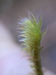 Racomitrium lawtonae