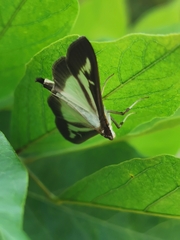 Cydalima perspectalis