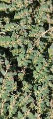 Euphorbia prostrata