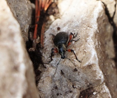 Dodecastichus geniculatus