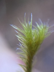 Racomitrium lawtonae