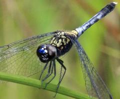 Erythrodiplax basalis