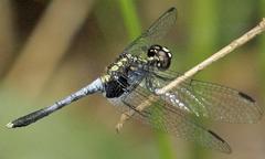 Erythrodiplax basalis