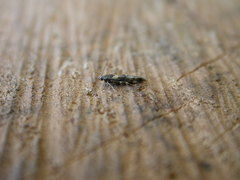 Mompha raschkiella