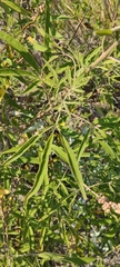 Vitex agnus-castus