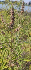 Vitex agnus-castus