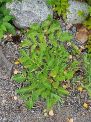 Angelica archangelica litoralis