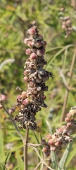 Vitex agnus-castus