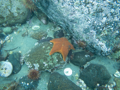 Diplodontias singularis