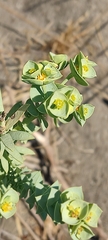Euphorbia falcata