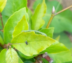 Alsophila aescularia