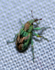 Coniatus splendidulus