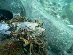 Austromegabalanus psittacus